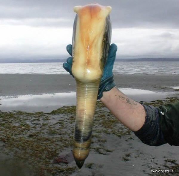 Самый большой моллюск (7 фото)