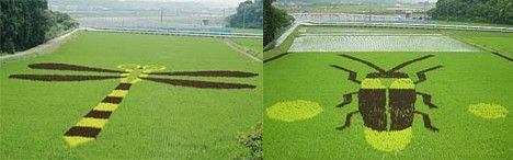 Гигантские картины на рисовых полях (17 фото)