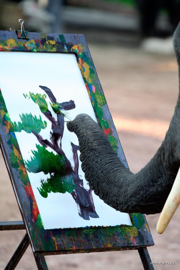 Слон художник (9 фото)