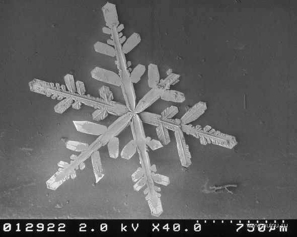 Как выглядят снежинки под микроскопом? (19 фото)
