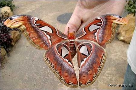 Самая большая бабочка в мире (9 фото)