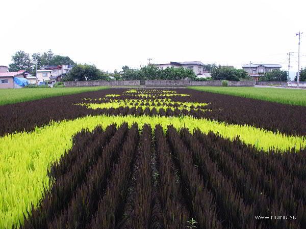 Гигантские картины на рисовых полях (17 фото)